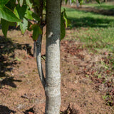 Liquidambar styraciflua ‘Slender Silhouette 1001x1500 1