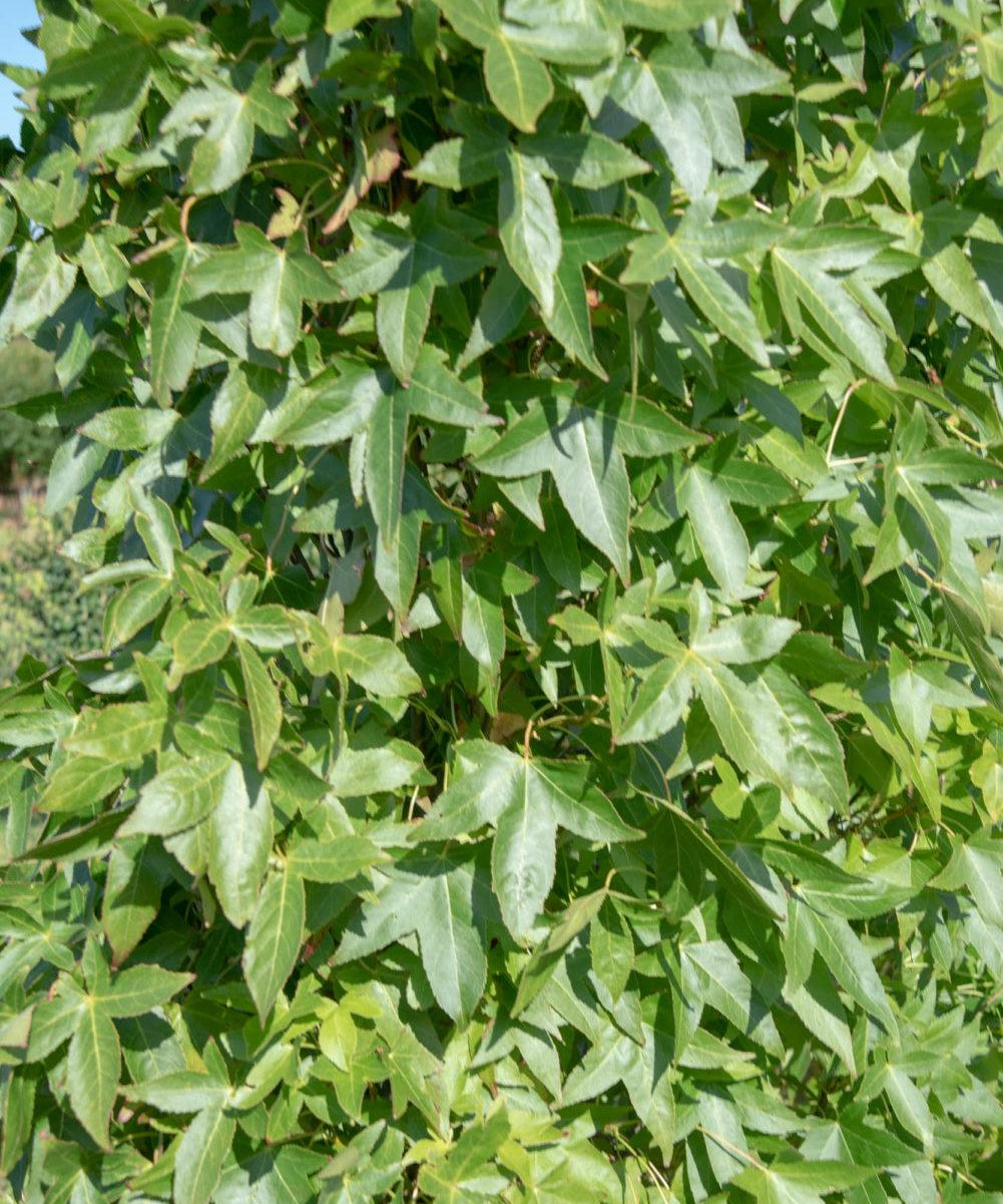 Liquidambar styraciflua ‘Slender Silhouette 2 1001x1500 1