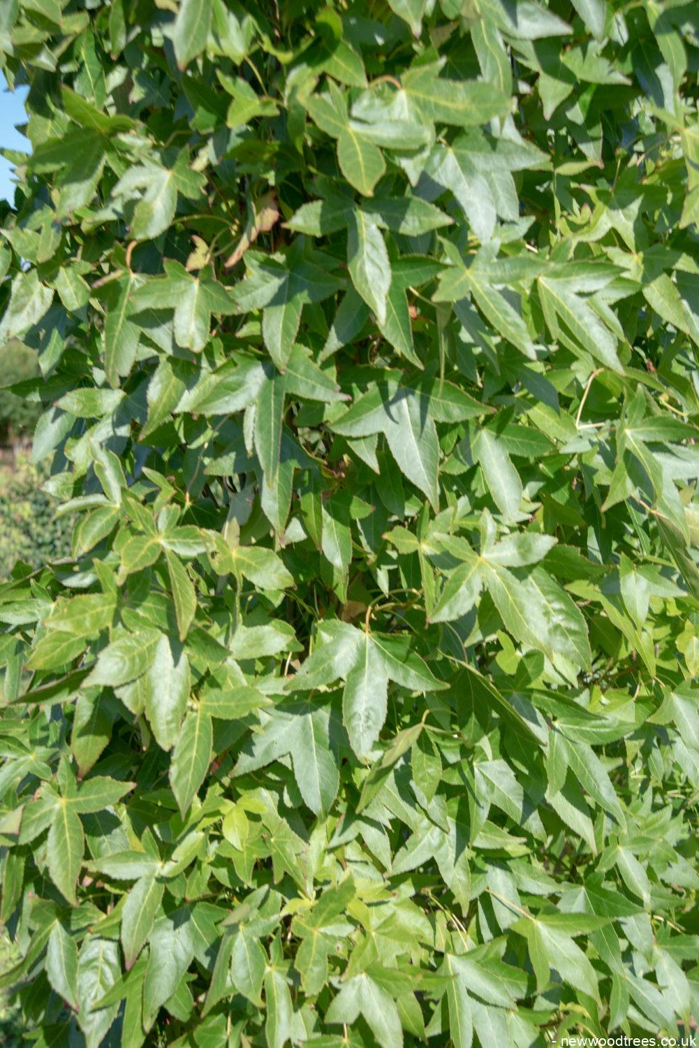 Liquidambar styraciflua ‘Slender Silhouette 2 1001x1500 1