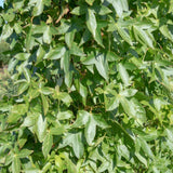 Liquidambar styraciflua ‘Slender Silhouette 2 1001x1500 1