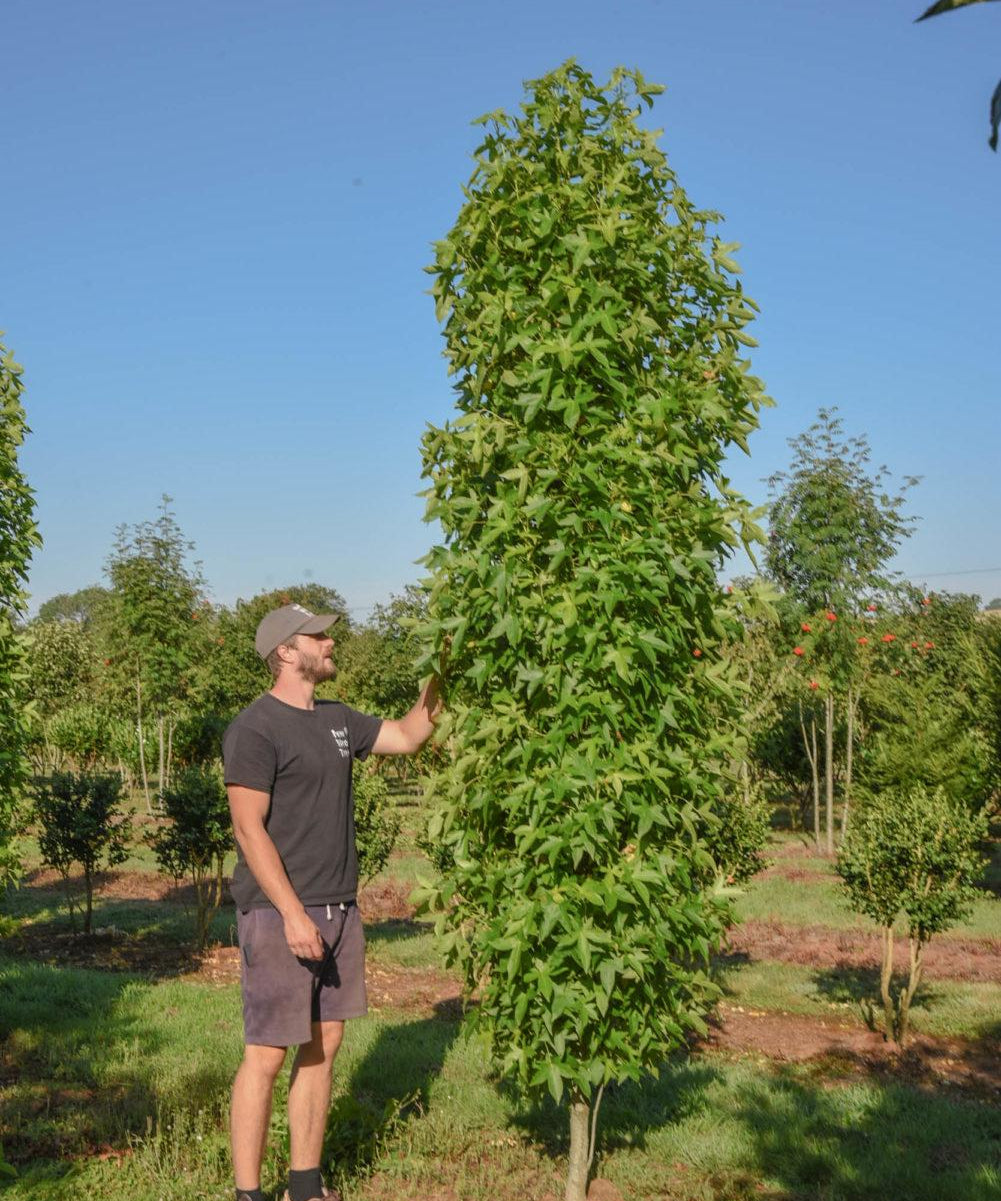 Liquidambar styraciflua ‘Slender Silhouette 3 1001x1500 1