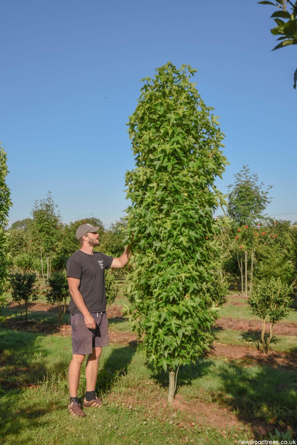 Liquidambar styraciflua ‘Slender Silhouette 3 1001x1500 1