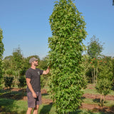 Liquidambar styraciflua ‘Slender Silhouette 3 1001x1500 1