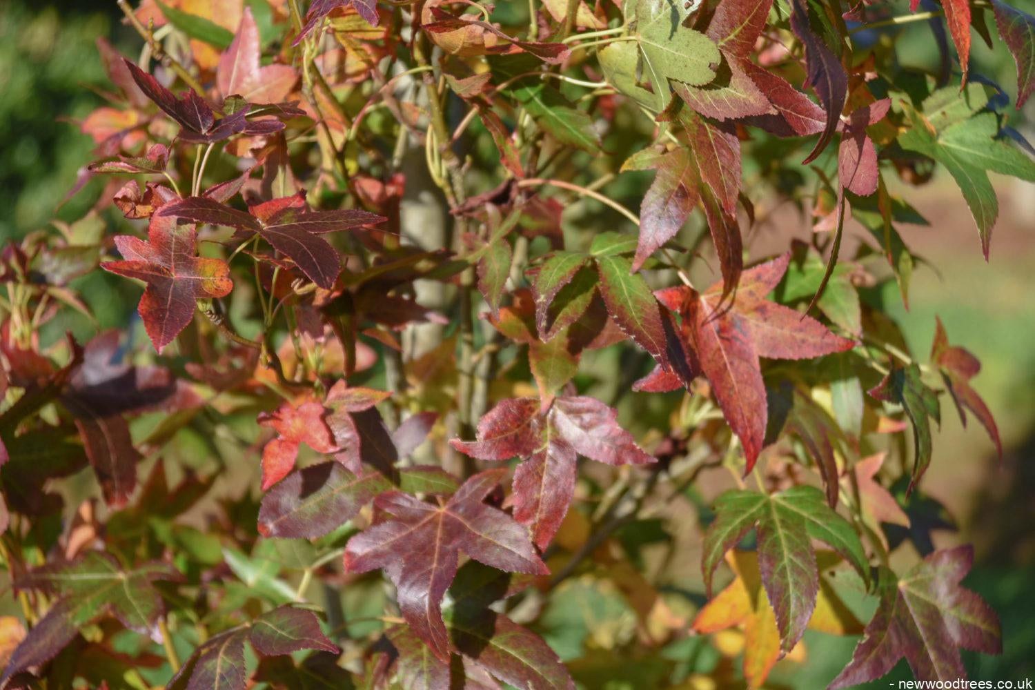 Liquidambar styraciflua ‘Slender Silhouette 4 1500x1001 1