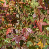 Liquidambar styraciflua ‘Slender Silhouette 4 1500x1001 1