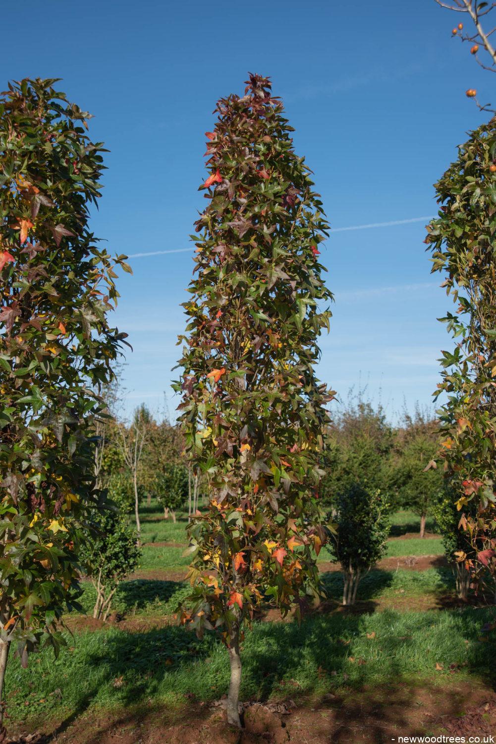 Liquidambar styraciflua ‘Slender Silhouette 5 1001x1500 1