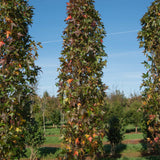 Liquidambar styraciflua ‘Slender Silhouette 5 1001x1500 1