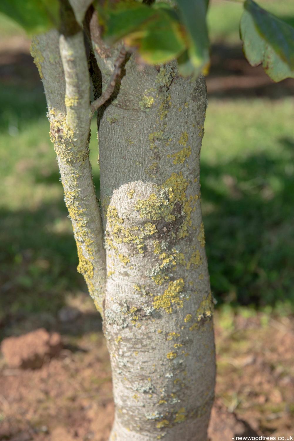 Liriodendron tulipifera ‘Fastigiatum 1001x1500 1