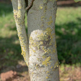 Liriodendron tulipifera ‘Fastigiatum 1001x1500 1