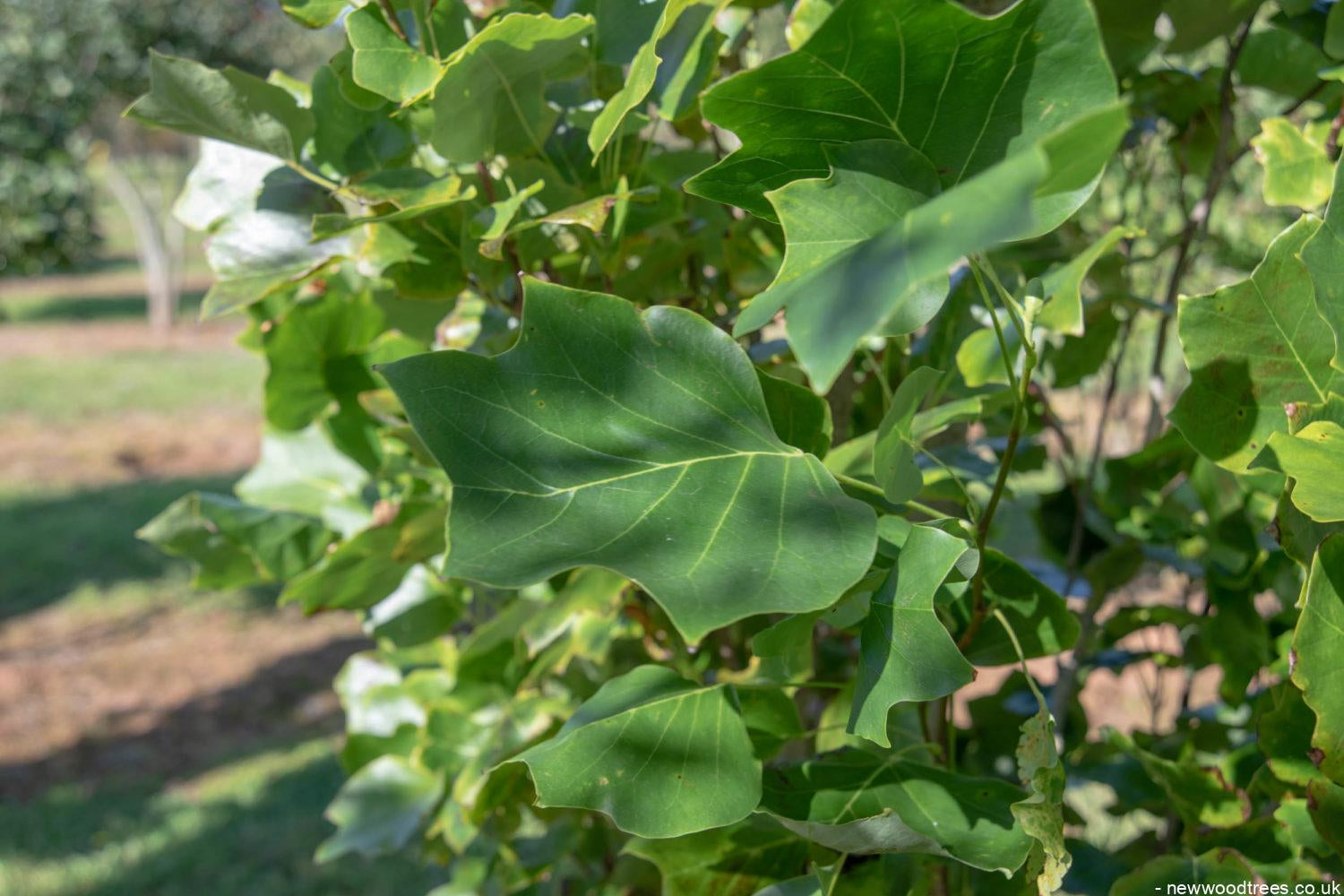 Liriodendron tulipifera ‘Fastigiatum 2 1500x1001 1