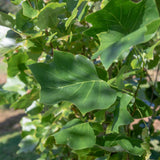 Liriodendron tulipifera ‘Fastigiatum 2 1500x1001 1