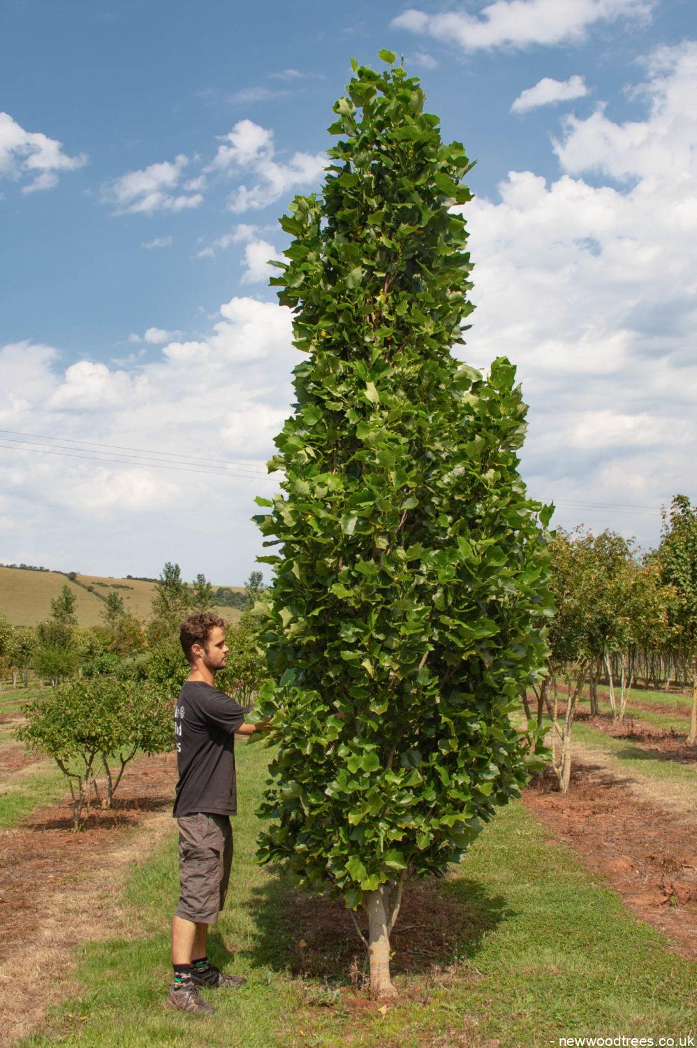 Liriodendron tulipifera ‘Fastigiatum