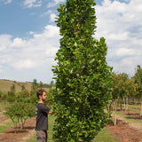 Liriodendron tulipifera ‘Fastigiatum
