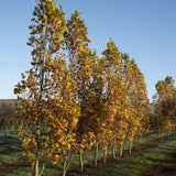 Liriodendrum tulipera Fastigiatum 1 1663x2491 1