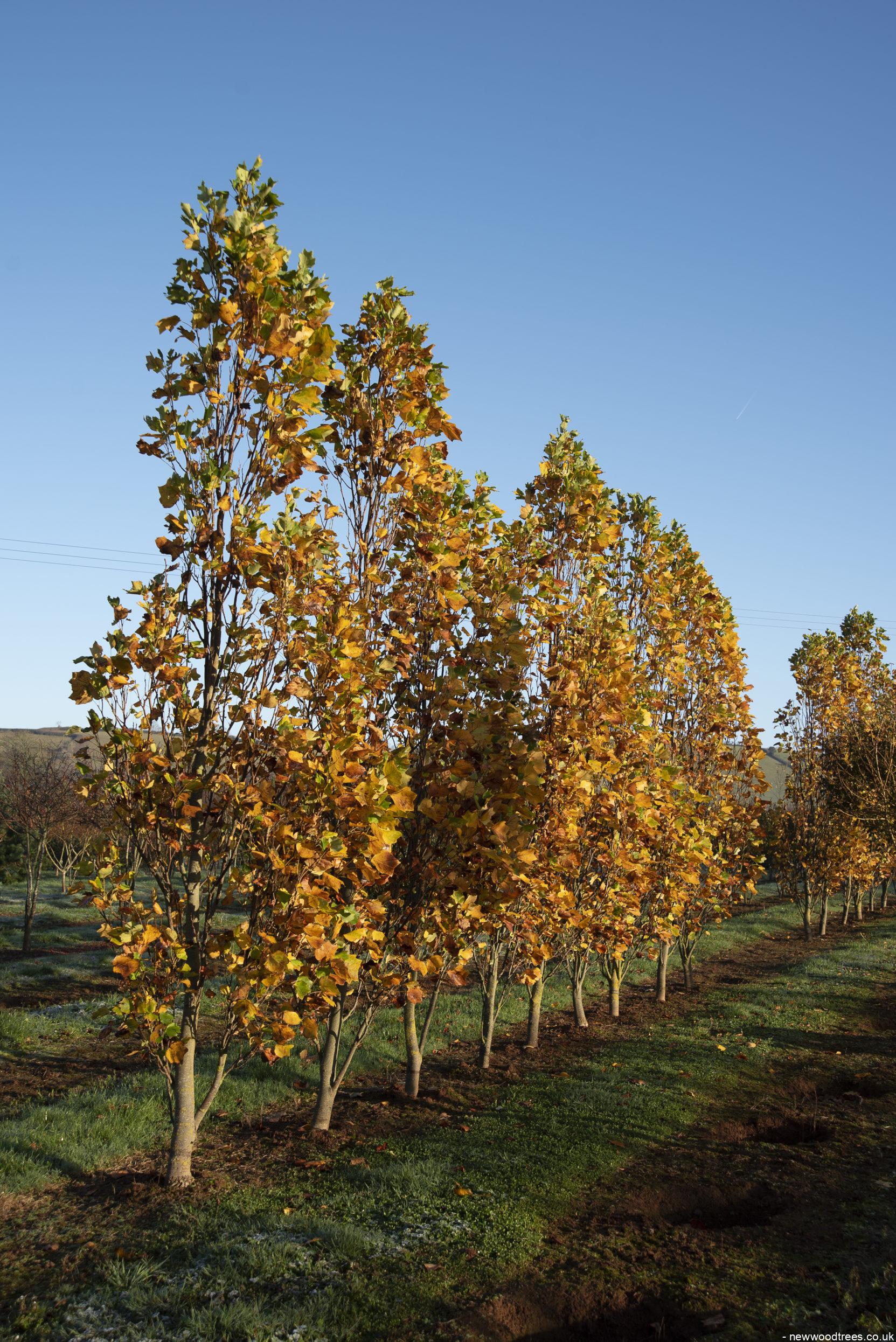 Liriodendrum tulipera Fastigiatum 1 1663x2491 1