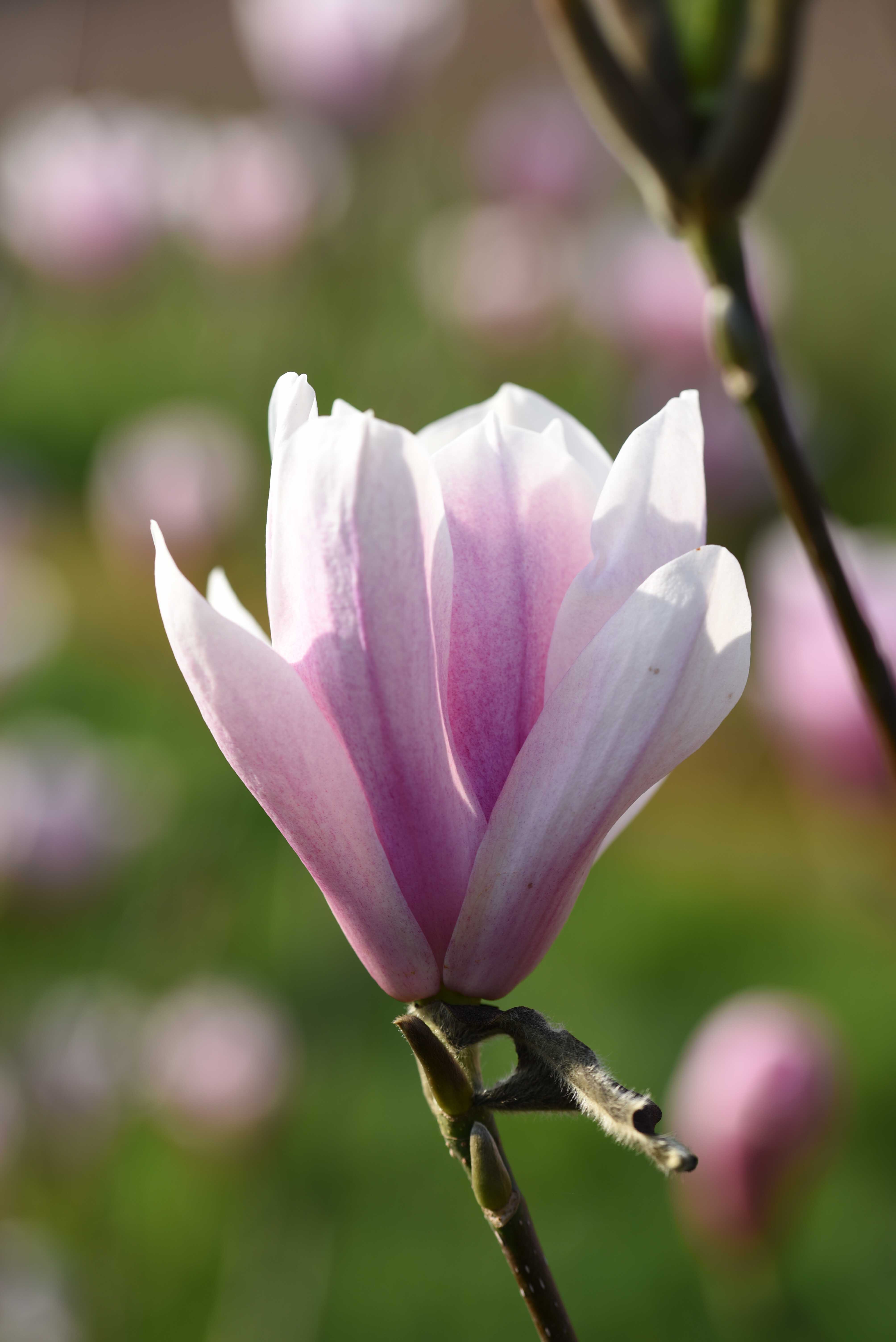 その他 MAGNOLIA TOP Magnolia Collection - JParkers