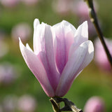 Magnolia Heaven Scent Flower 1 scaled