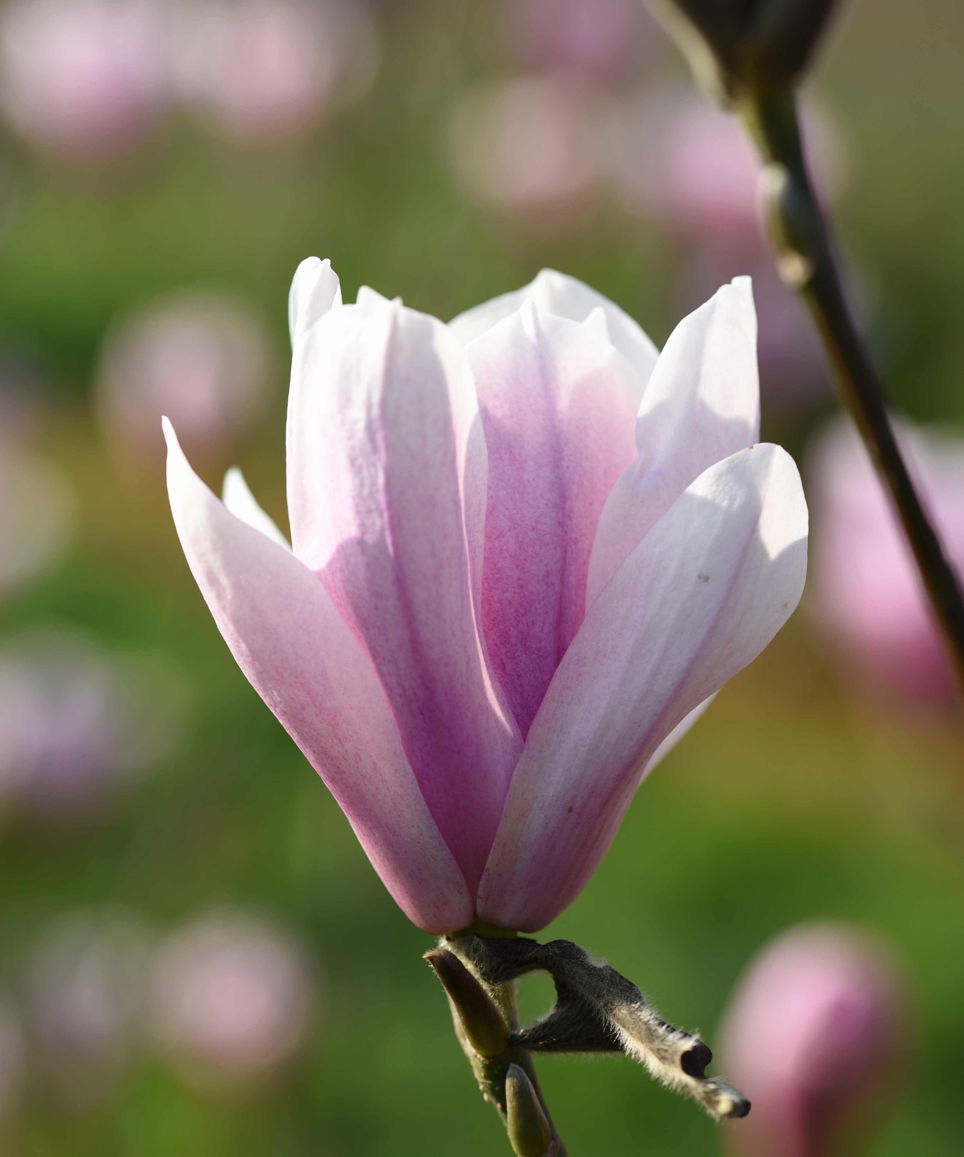 Magnolia Heaven Scent Flower 1 scaled