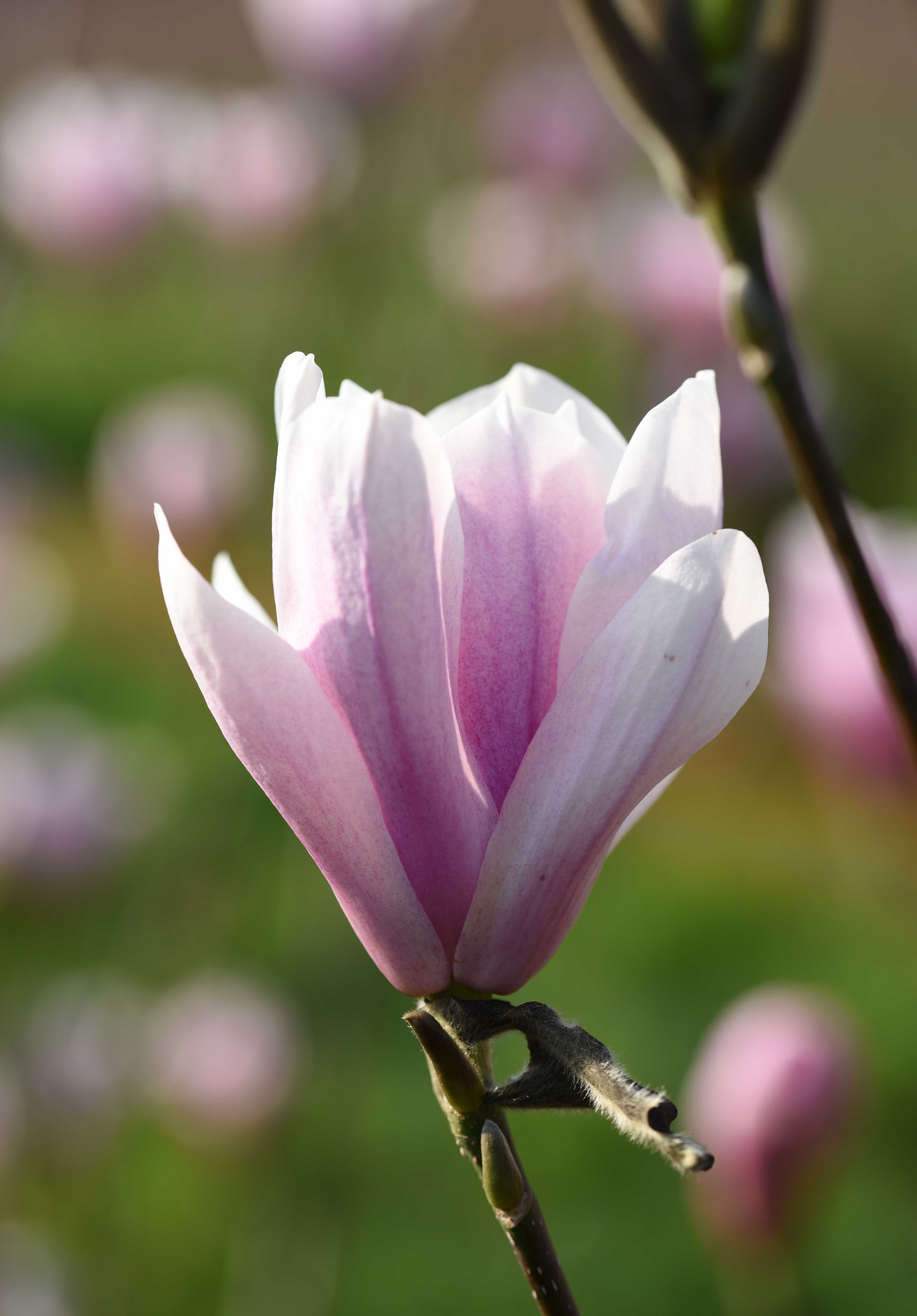 Magnolia Heaven Scent Flower 1 scaled