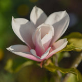 Magnolia Heaven Scent Flower 2 scaled