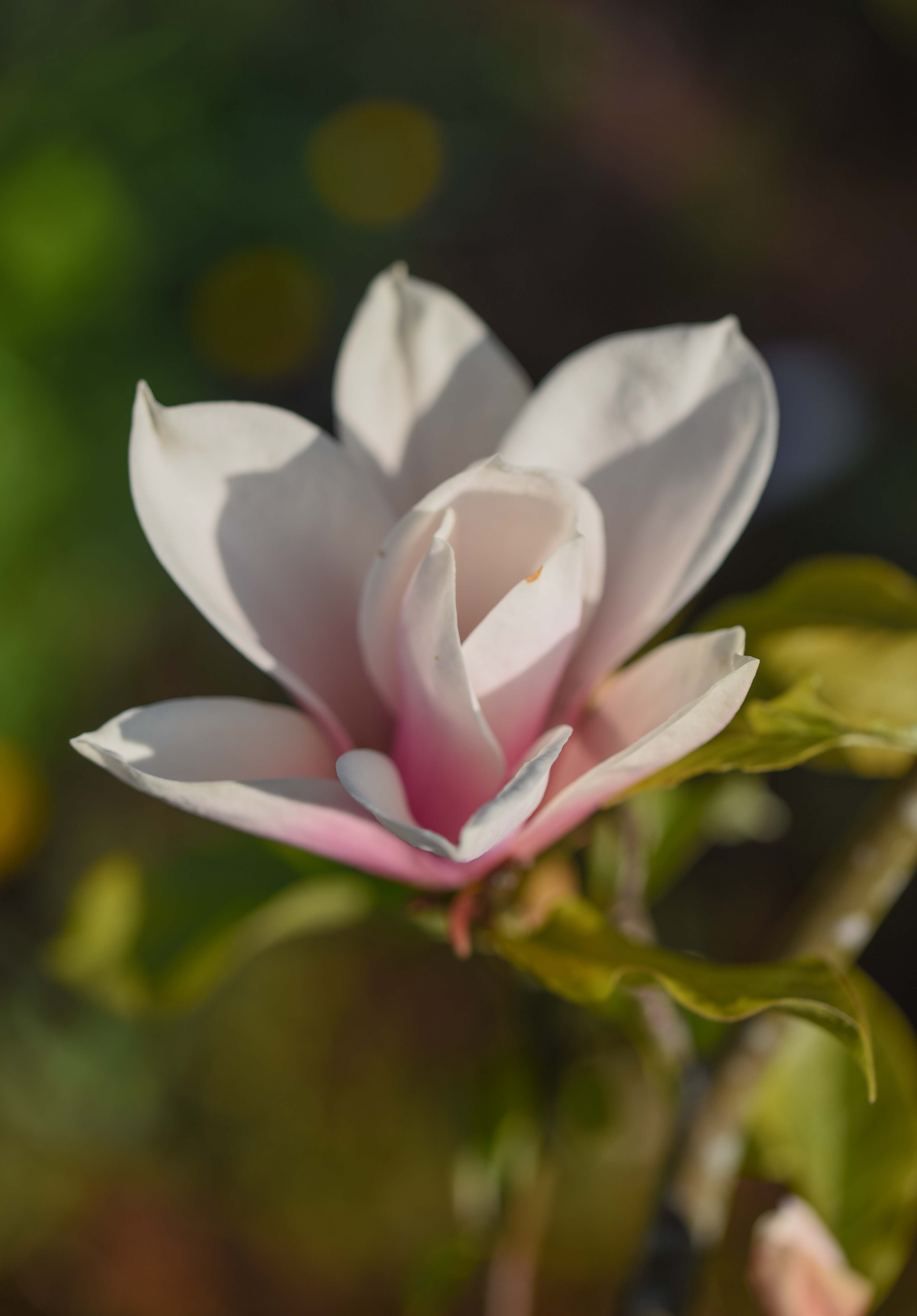 Magnolia Heaven Scent Flower 2 scaled