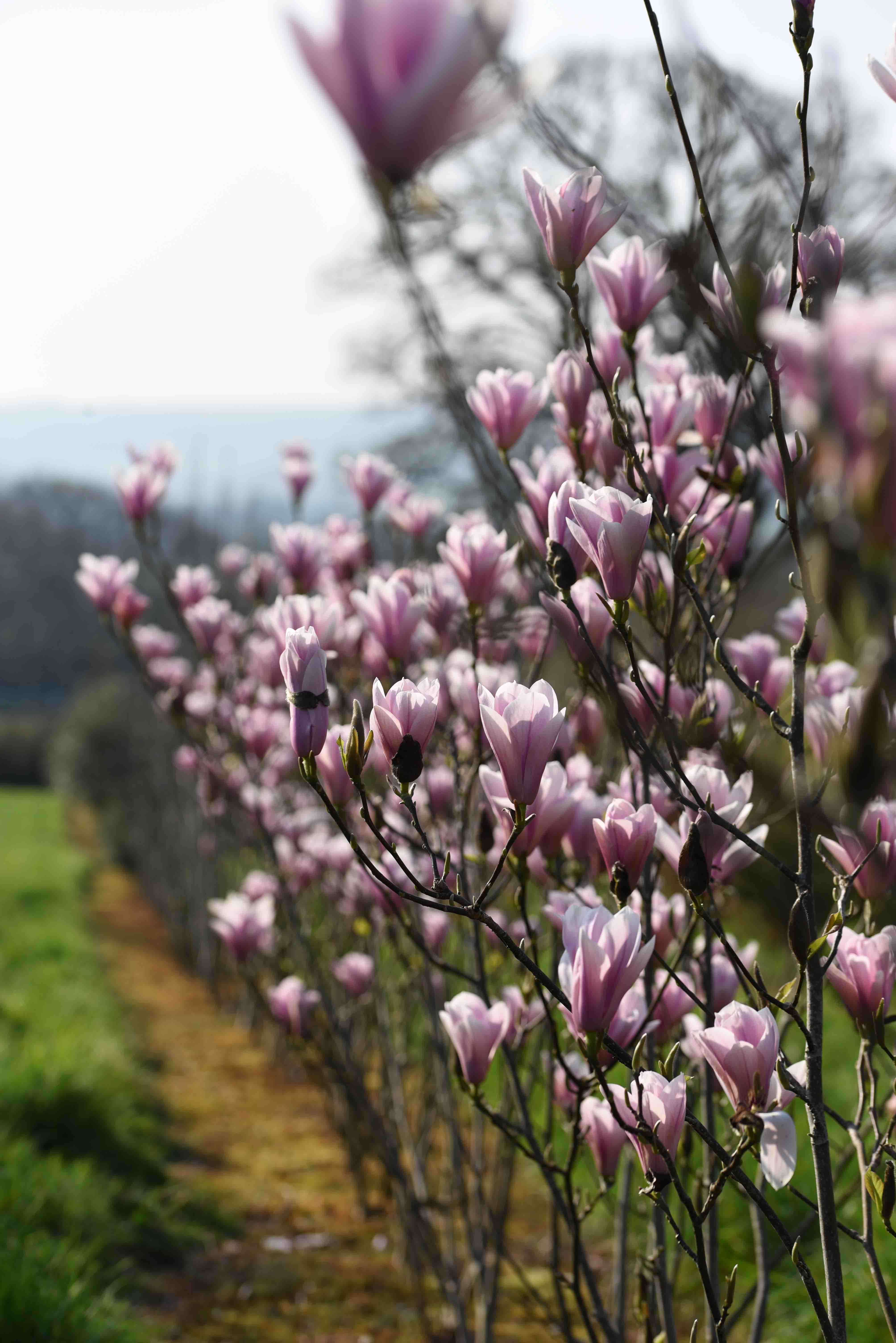 Magnolia 'Heaven Scent' - Magnolia – New Wood Trees