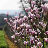 Magnolia Heaven Scent Flowering Row scaled