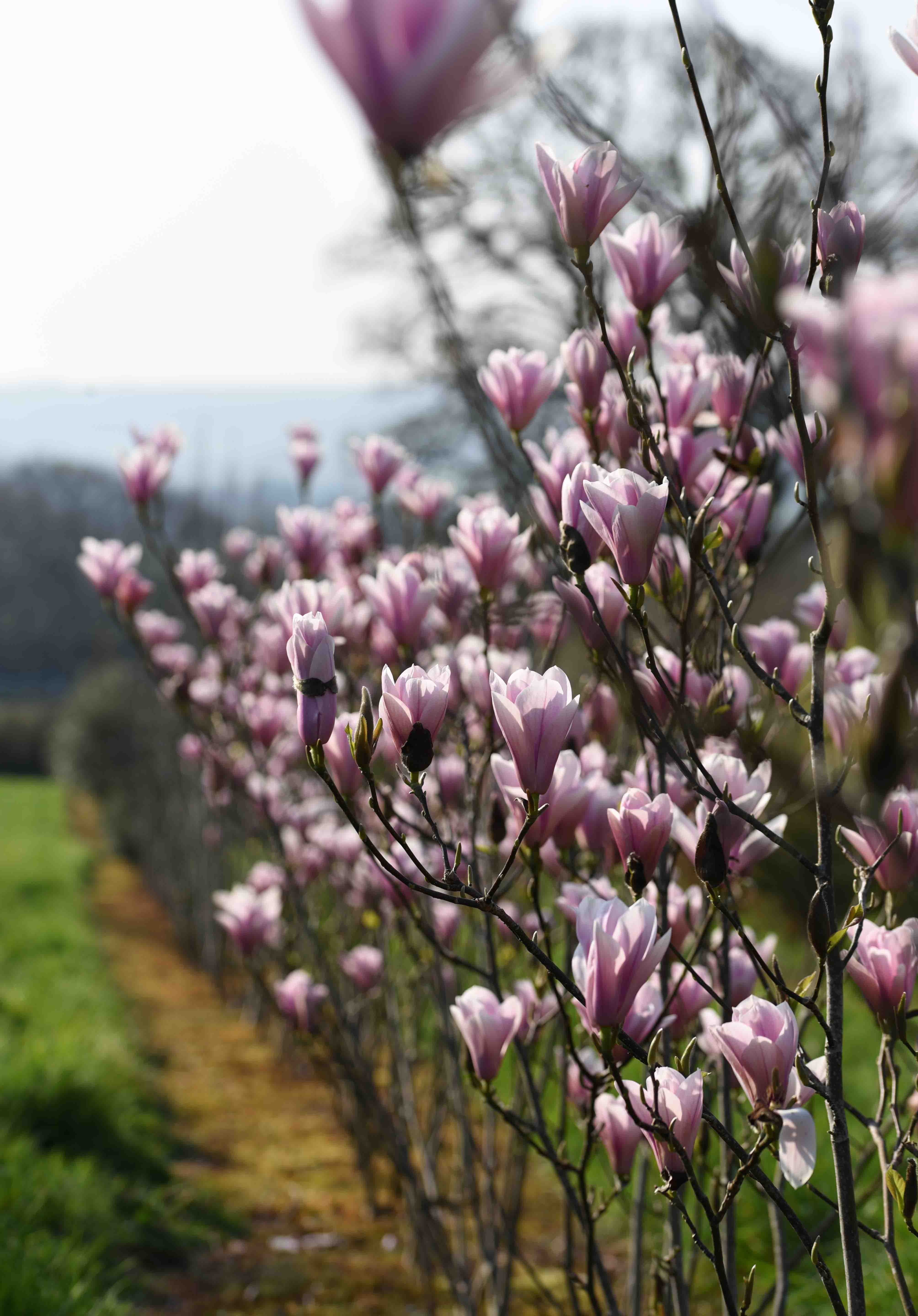 Magnolia Heaven Scent Flowering Row scaled