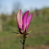 Magnolia Susan 1 1 1663x2491 1