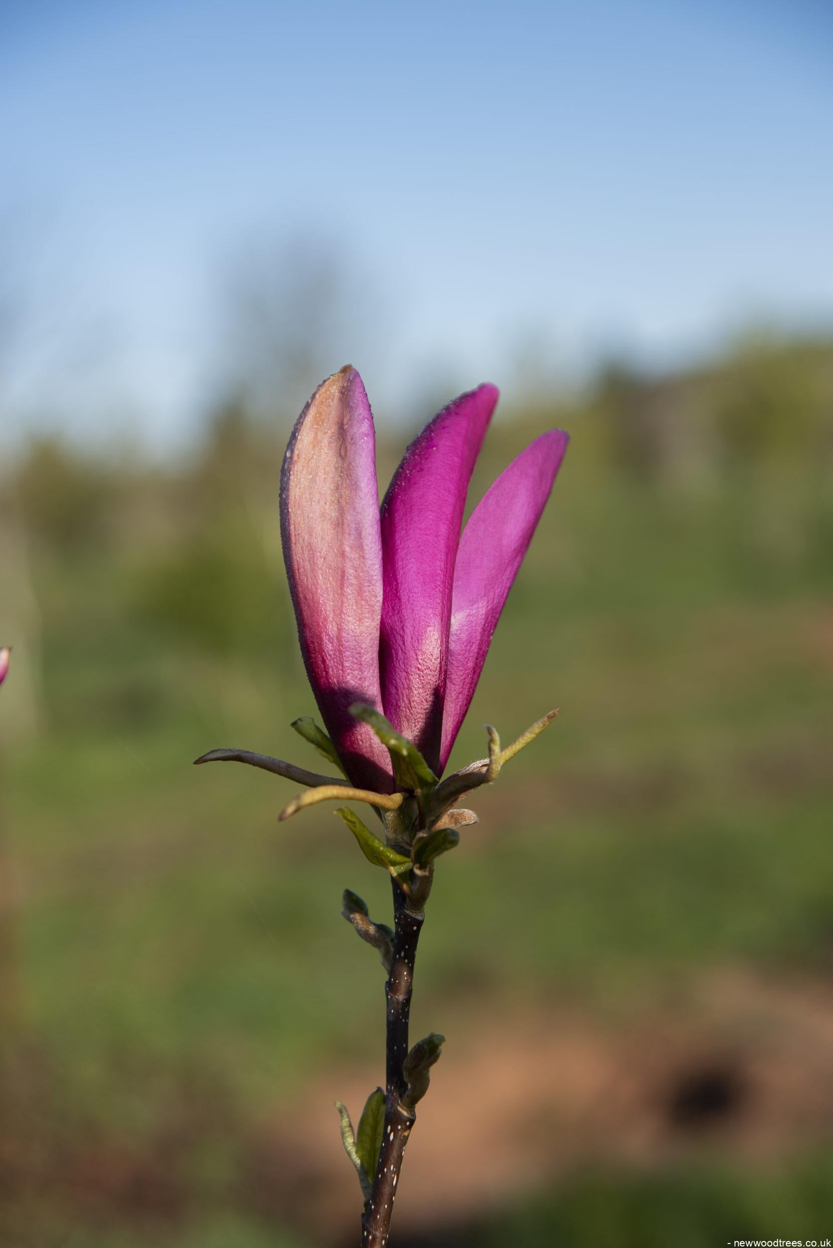 Magnolia Susan 1 1 1663x2491 1
