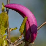 Magnolia Susan 1 1663x2491 1