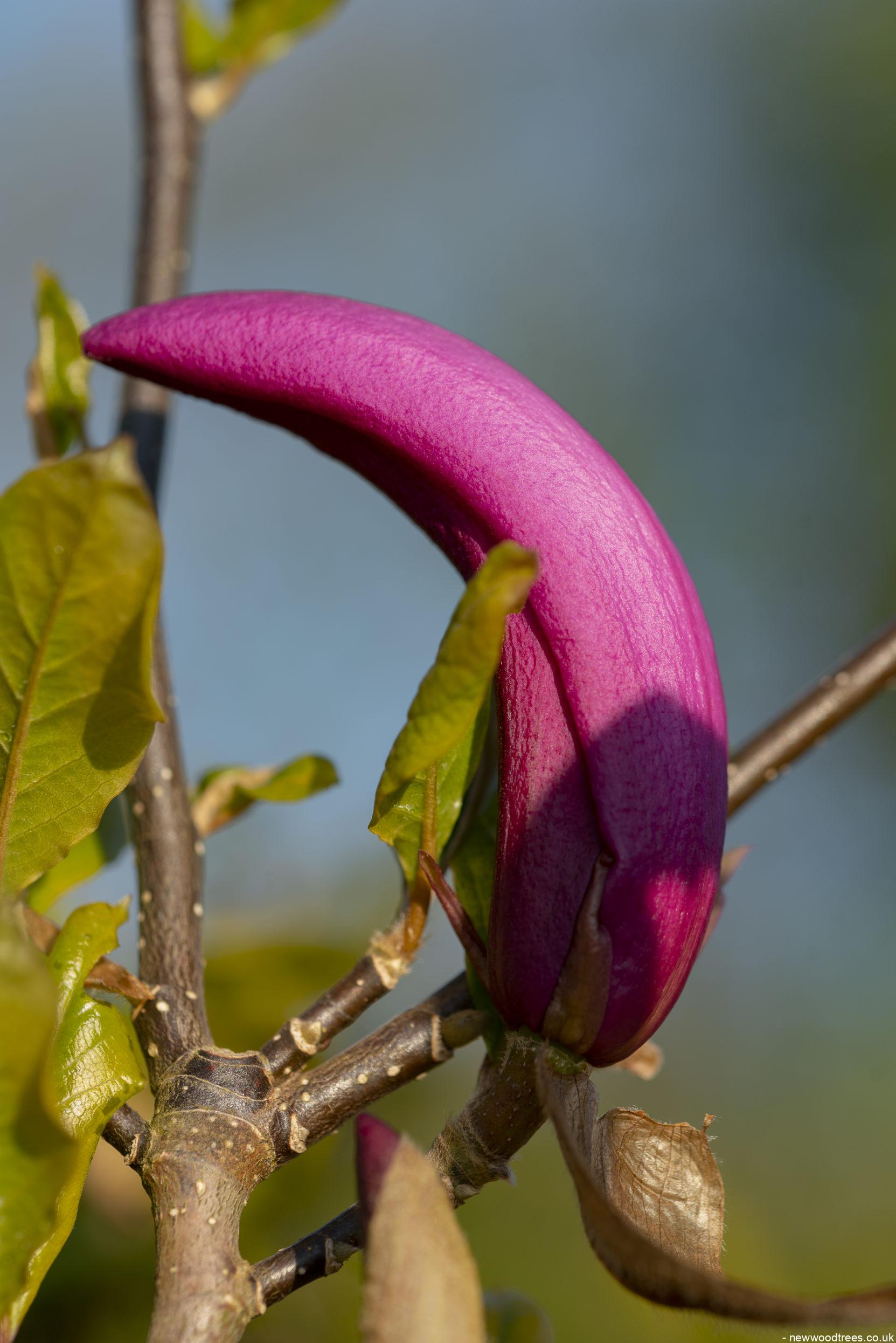 Magnolia Susan 1 1663x2491 1