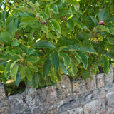 Magnolia ‘Susan 1500x1001 1