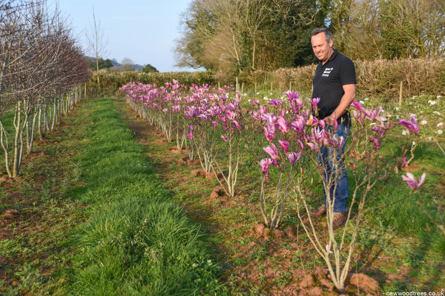 Magnolia ‘Susan 3 1500x1001 1