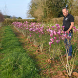 Magnolia ‘Susan 3 1500x1001 1