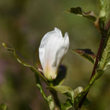 Magnolia x loebneri ‘Merrill 3 scaled