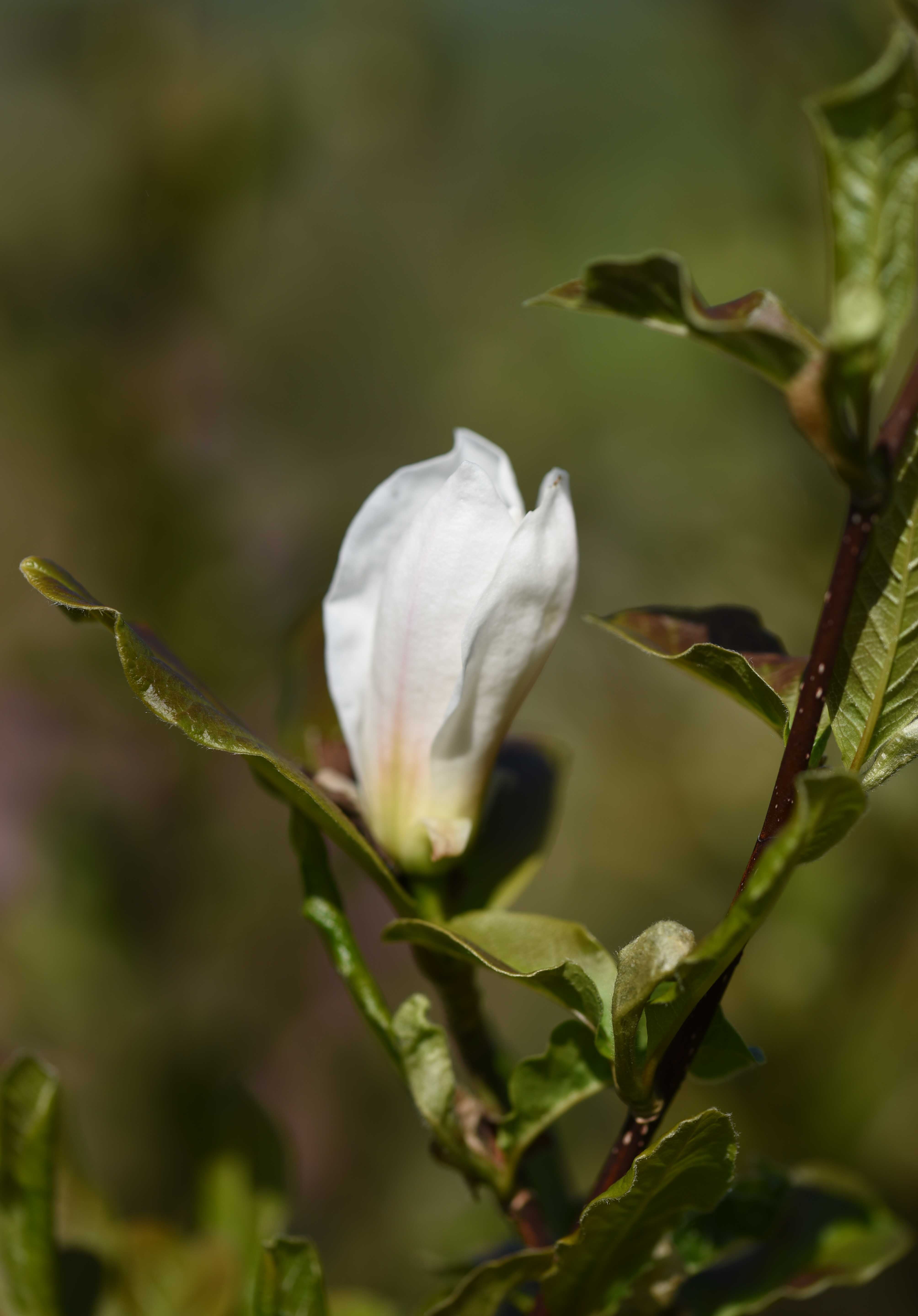 Magnolia x loebneri ‘Merrill 3 scaled