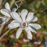 Magnolia x loebneri ‘Merrill Flowers scaled