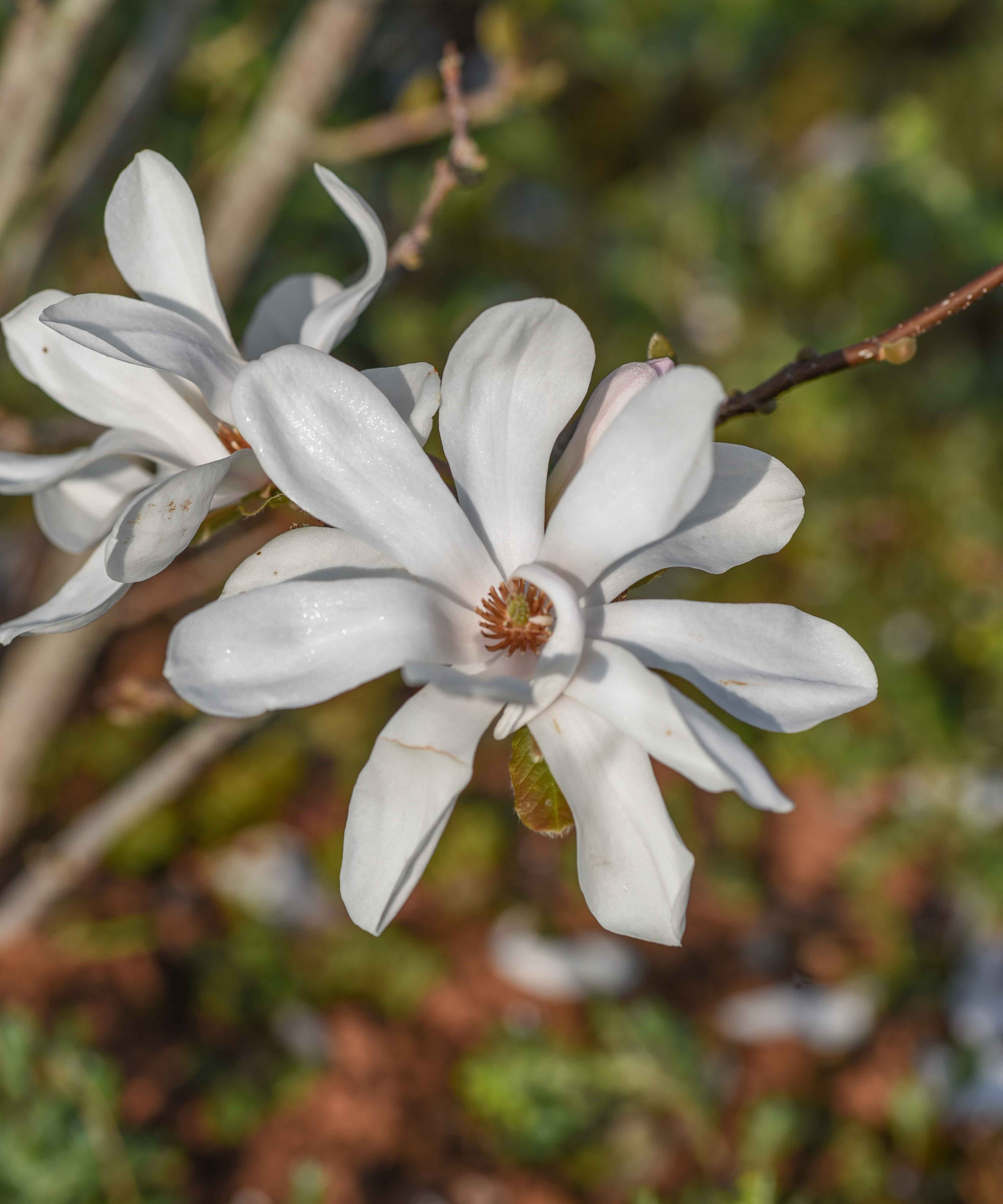 Magnolia x loebneri ‘Merrill Flowers scaled
