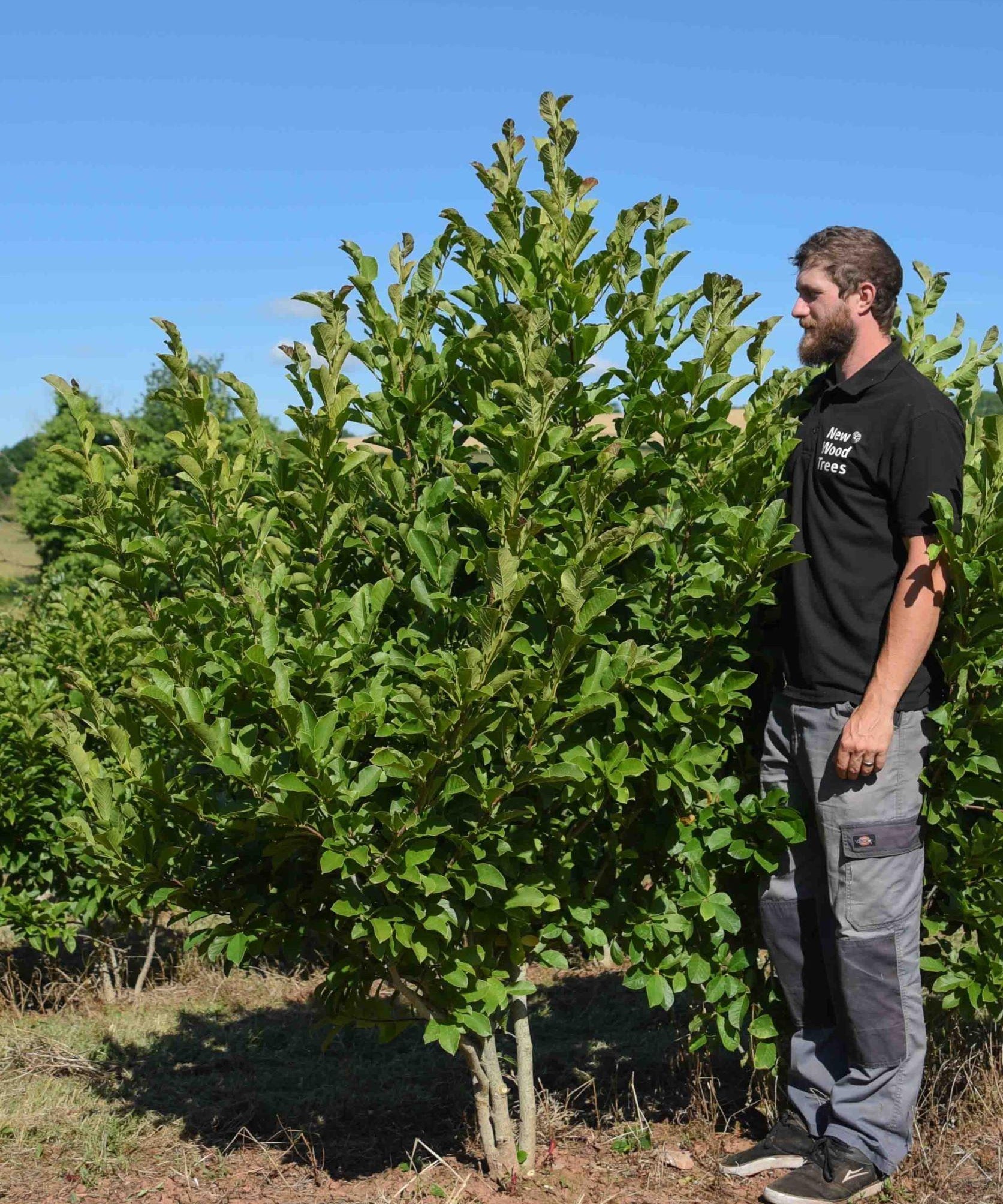 Magnolia x loebneri ‘Merrill