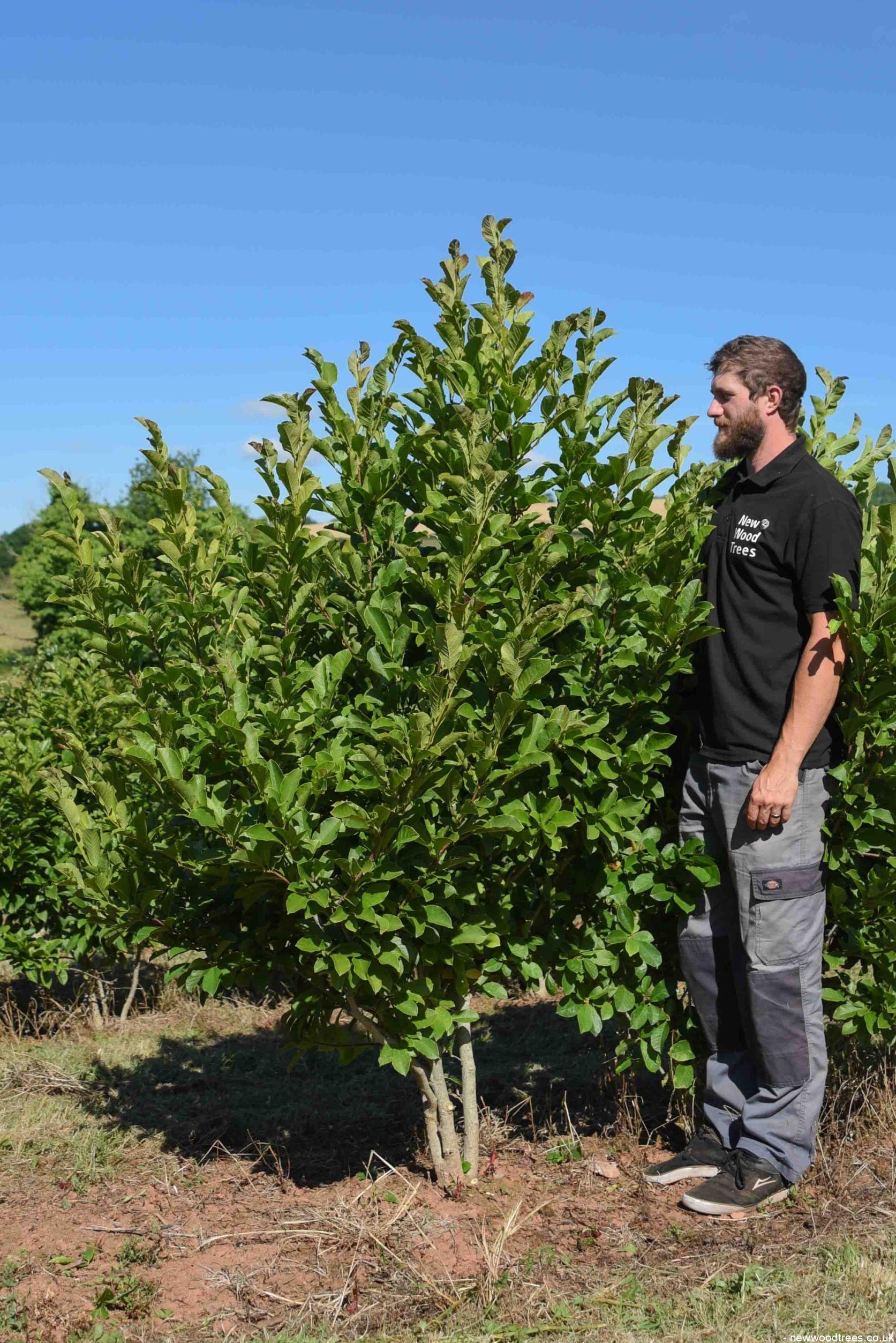 Magnolia x loebneri ‘Merrill