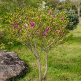 Magnolia 'Susan' - Magnolia