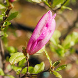 Magnolia 'Susan' - Magnolia