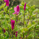 Magnolia 'Susan' - Magnolia