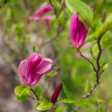 Magnolia 'Susan' - Magnolia