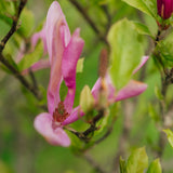 Magnolia 'Susan' - Magnolia
