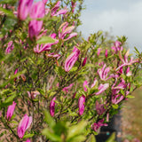 Magnolia 'Susan' - Magnolia