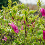 Magnolia 'Susan' - Magnolia