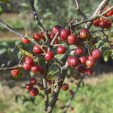 Malus Red Sentinel 1 1 1663x2491 1