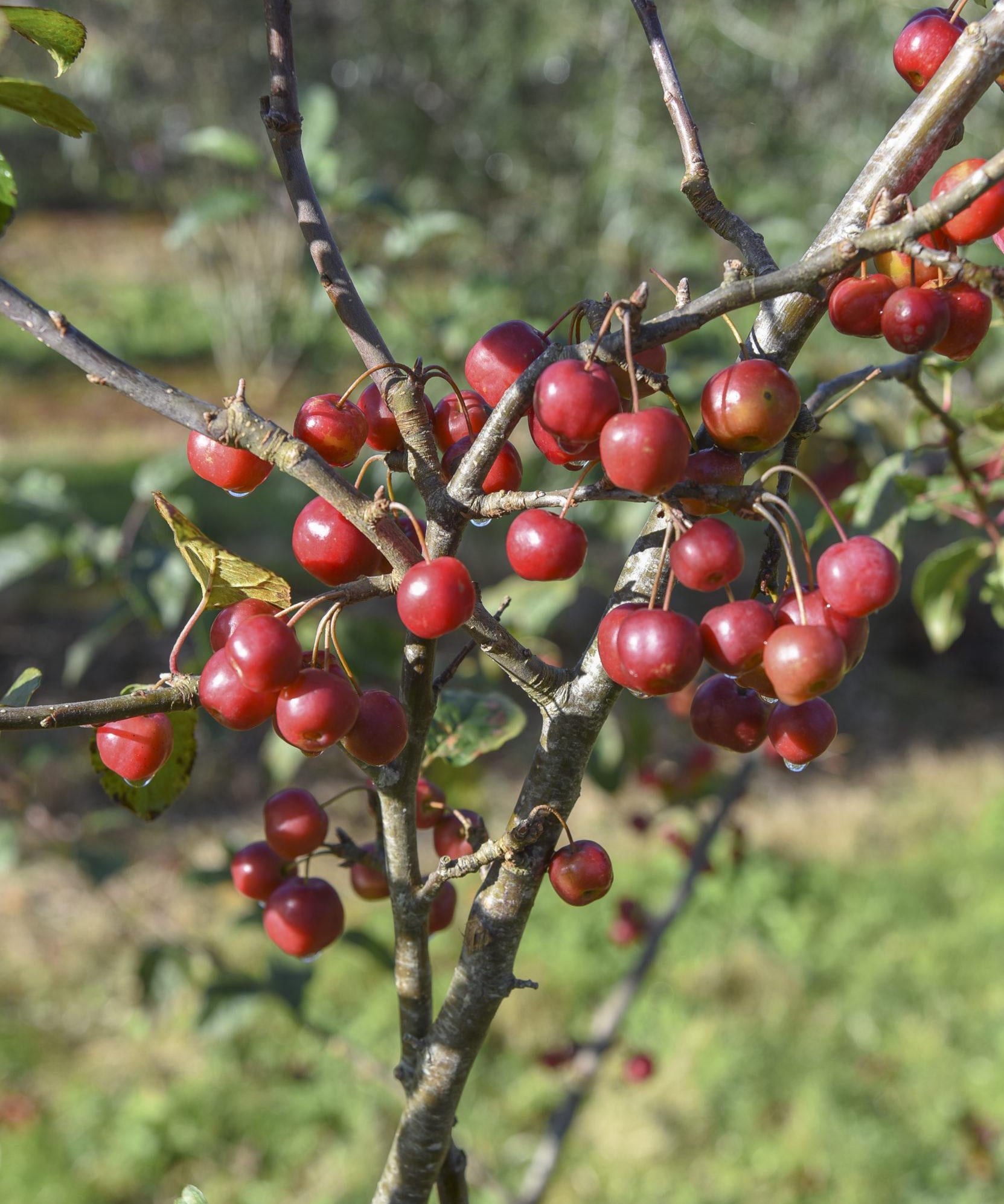 Malus Red Sentinel 1 1 1663x2491 1